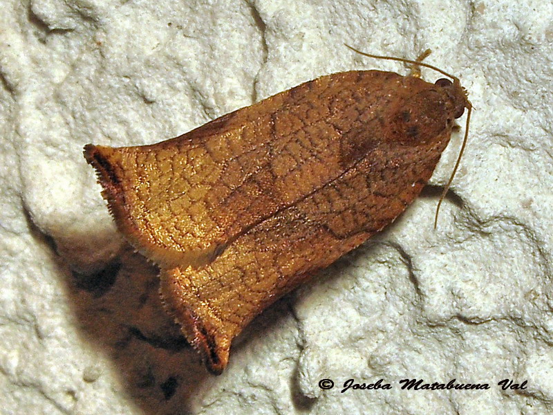 Archips podana femmina - Tortricidae